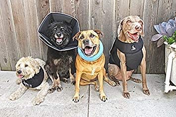 Comfy Cone Pet Cone for Dogs, Cats - X-Small, Black Recovery Collar for Surgery and Wound Care