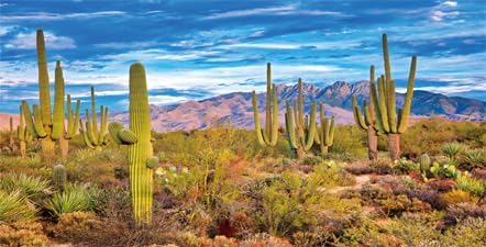 Reptile Habitat Background Rock Oasis Cactus Desert Terrarium Background 36x18in with 10 EVA Double-Sided Tape