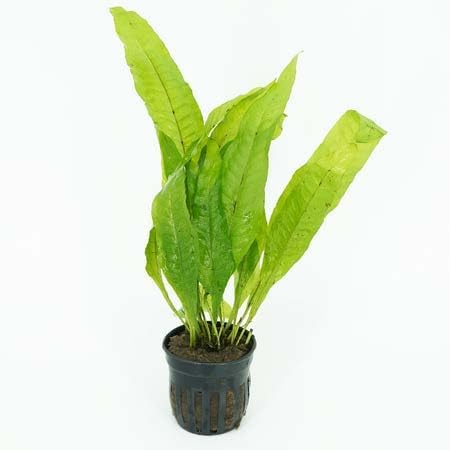 Generic Pack 6-Pot Package Live Aquarium Plants Variety Nurserys Choice Easy Beginner | Freshwater Tank Starter Kit