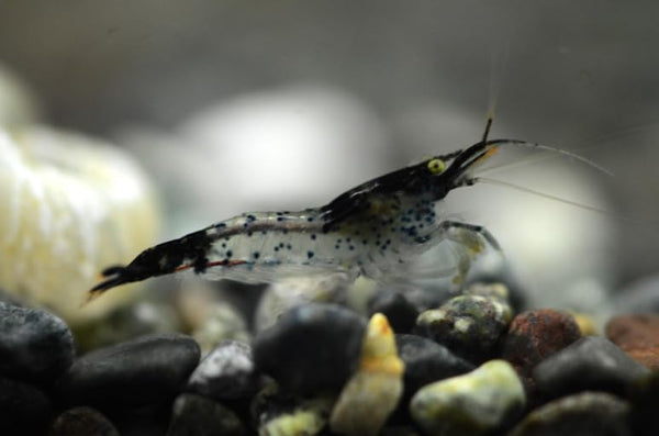 Swimming Creatures Premium Neocaridina Shrimp A Perfect Combo to Brighten Your Aquarium!