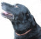 Copper Magnetic Therapy Dog Collars Made to Measure in Solid Copper with Magnets (18 inch)