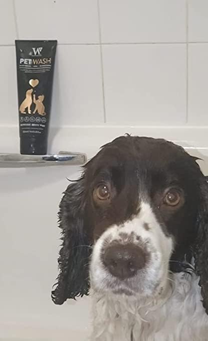 Watermans Pet Wash for Dogs & Cats, Best Dog Shampoo for Skin and Coat Problems, UK Made