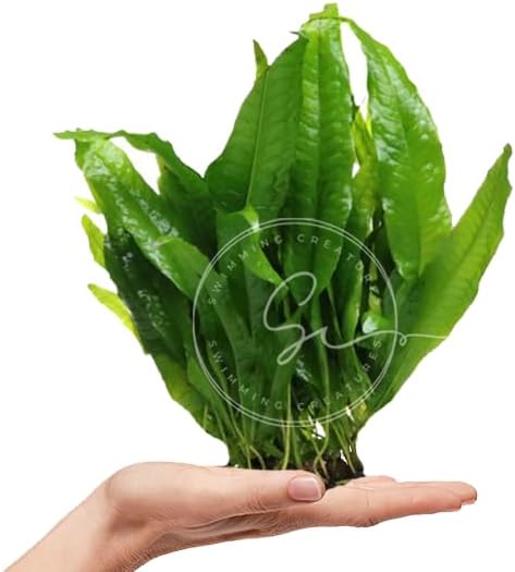 Swimming Creatures Live Aquarium Plants (Java Fern (1 Bunch))