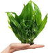 Swimming Creatures Live Aquarium Plants (Java Fern (1 Bunch))