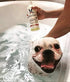 1 Warren London Oatmeal Dog Shampoo - Fast Itch Relief for Dry, Sensitive, & Irritated Skin - Infused with Vitamins