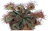 Drosera Living Plant - Ideal for Acid-Bog Terrariums