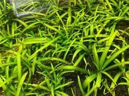 3-5 Assorted Mixed Live Aquarium Plants Bundle Easy-Care Stem Plants Ideal for Freshwater Tanks, Natural Aquascaping
