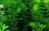 Marcus Fish Tanks 3X Oxygenating Hornwort Coontail Ceratophyllum Demersum