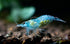 Swimming (10, Creatures Premium Neocaridina Shrimp Freshwater Aquarium Shrimp Premium Blue Velvet (Jelly))