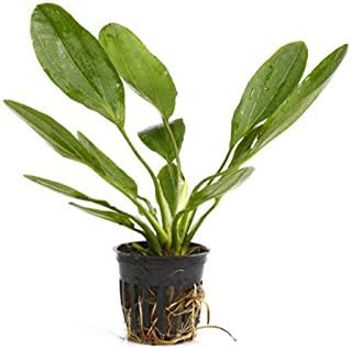 Beginner-Friendly Potted Melon Sword - Tropical Live Aquarium Plant