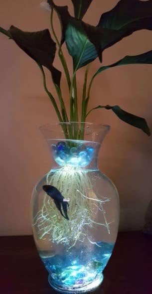 2 Inch Live Aquarium Peace Lily Plant (Spathiphyllum Wallisii) - Pot