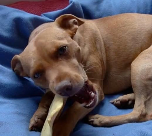 Rawhide Chips Smoked Flavor | 100% Natural Delicious Dog Treats, 2 Pounds