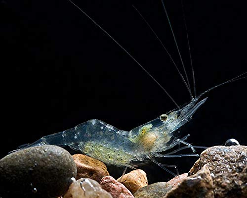 Beauty Yi 10 Adult Ghost Shrimp (Palaemonetes paludosus aka Grass Shrimp, Glass Shrimp, Freshwater