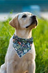 Elegant Little Tail Bandana for Small Medium Large Dogs, Comfortable Adjustable Bibs Scarf