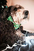 Huxley & Kent Bow Tie for Pets, Merry & Bright (Small), Christmas Holiday Velcro Bow Tie Attachment