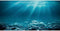 AWERT 24x12 inches Undersea Theme Aquarium Background | Sunshine Underwater World Fish Tank Vinyl
