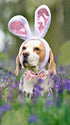 Elegant Little Tail Dog Collar with Bow, Adjustable Comfortable Bowtie Dog Collar for Small Medium Large Dogs