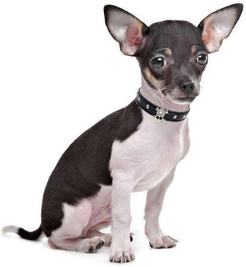 Cute Elegant Dazzling Sparkling Skull Diamond Crystal Rhinestone Leather Collar for Small Pet Dog Cat (XS, Pink)