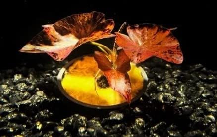 Bulb Dwarf Lily (Nymphaea Stellata) Live Aquarium Plant