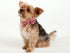 ARING PET Dog Collar with Bowtie - Adjustable Collars for Small, Medium, Large, and X-Large Dogs