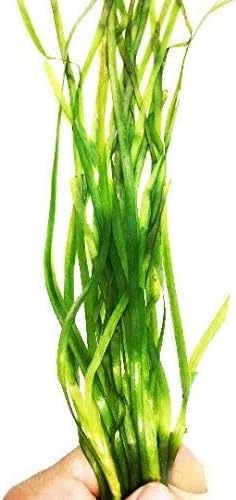 PLANTEREST Jungle Vallisneria Spiralis Potted Live Aquarium Plant Decorations BUY2GET1FREE