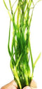 PLANTEREST Jungle Vallisneria Spiralis Potted Live Aquarium Plant Decorations BUY2GET1FREE