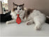 4 Pieces Adjustable Bowtie Pet Costume for Dogs and Cats, Formal Necktie Collar Grooming Accessories (Red/Heart)
