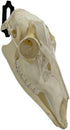 Skull Mount Hanger for Hanging Deer, Mule, Antelope, Coyote, and Small Game Animals (1)