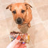 Dog Chews – Beef Trachea Dog Treat Chew Made in USA - Grass Fed American Beef, Glucosamine Rich for Healthy Joints