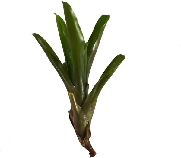 Josh's Frogs Neoregelia 'Fireball' Bromeliad