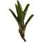 Josh's Frogs Neoregelia 'Fireball' Bromeliad