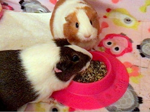 Tip-Proof Ergonomic Pet Bowl, 1/4-Cup Small Size for Guinea Pig and Other Small Pets, Fuchsia (Pink)