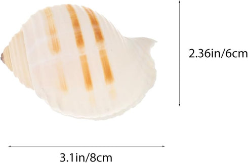 12pcs Set Aquarium Natural Conch Shells Hermit Crab Replacement Shells Fish Tank Landscaping Ornament Decorative Micro