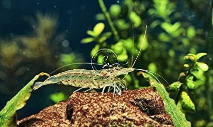 Swimming (10, BL00DY Creatures Freshwater Aquarium Shrimp - A Perfect Combo to Brighten Your Aquarium! Premium Mary)