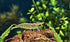 Swimming (10, BL00DY Creatures Freshwater Aquarium Shrimp - A Perfect Combo to Brighten Your Aquarium! Premium Mary)
