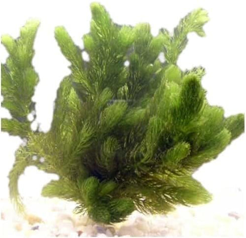 2 1 Marcus Fish Tanks Hornwort Coontail Ceratophyllum Easy Live Aquarium Plant Oxygenating Pond Plant Buy GET Extra