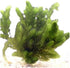 2 1 Marcus Fish Tanks Hornwort Coontail Ceratophyllum Easy Live Aquarium Plant Oxygenating Pond Plant Buy GET Extra