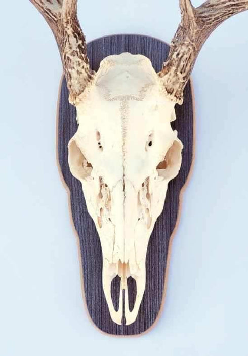 The Taxidermists' Woodshop - Rustic Grey European Skull Mount Plaque for Deer - Perfect Display for Antlers