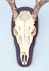 The Taxidermists' Woodshop - Rustic Grey European Skull Mount Plaque for Deer - Perfect Display for Antlers