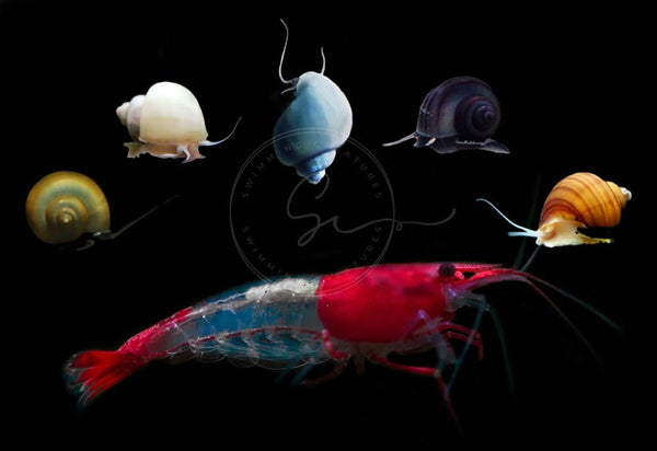 Swimming Creatures 10 RED Rili Premium Quality Neocaridina Shrimps with 3 Assorted