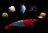 Swimming Creatures 10 RED Rili Premium Quality Neocaridina Shrimps with 3 Assorted