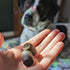 Hemp Well Immune - Allergy Support Dog Soft Chews, Long Lasting Relief for Seasonal Allergies, Organic (30)
