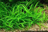 3-5 Assorted Mixed Live Aquarium Plants Bundle Easy-Care Stem Plants Ideal for Freshwater Tanks, Natural Aquascaping