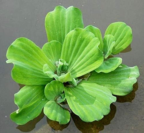 Aquatic Discounts 5 Large Water Lettuce - Live Floating Plant for Your Aquarium or Pond by