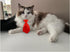 8 Pieces Pets Dog Cat Bowtie and Sunglasses, Adjustable Formal Necktie Collar for Small Dogs and Cats (Black/red +