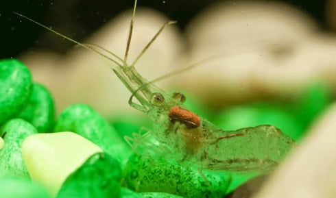 Generic Live Freshwater Ghost Shrimp & Small Crayfish Combo Feeder Shrimp, Live Crawfish, Aquarium Algae Cleaners