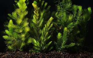 3X Marcus Fish Tanks Oxygenating Hornwort Coontail Ceratophyllum Demersum