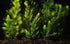 3X Marcus Fish Tanks Oxygenating Hornwort Coontail Ceratophyllum Demersum