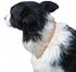 Copper Magnetic Therapy Dog Collars Made to Measure in Solid Copper with Magnets (26 inch)
