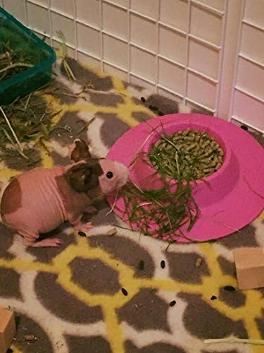 Tip-Proof Ergonomic Pet Bowl, 1/4-Cup Small Size for Guinea Pig and Other Small Pets, Lilac (Purple)
